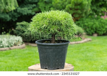 Cultivar dwarf mountain pine Pinus mugo var. pumilio in plastic pot, ready for planting. Mountain dwarf pine scrub, Swiss mountain pine. Gardeen design. Imagine de stoc © 