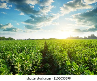 Cultivated Field Of Broad Or Fava Beans ( Vicia Faba ) At Sunset.
