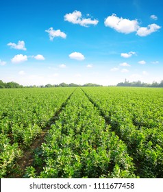 Cultivated Field Of Broad Or Fava Beans ( Vicia Faba ) And Blue Sky With Clouds.