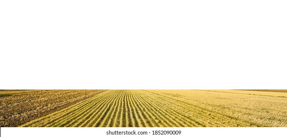 Cultivated field isolated on white background