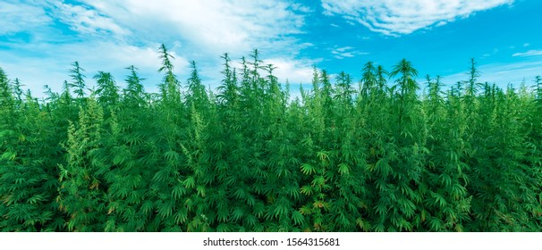 Cultivated Industrial Hemp Farm Field, Cannabis Sativa Plant Species Grown For Use Of Its Derived Products