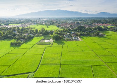 Cultivated land and land plot or land lot. Consist of aerial view of green field, agricultural plant and ridge. That is tract of land for cultivate, owned, sale, development, rent, buy or investment.