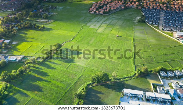 Cultivated land and land plot or land lot.\
Consist of aerial view of green field, agricultural plant and\
ridge. That is tract of land for cultivate, owned, sale,\
development, rent, buy or\
investment.