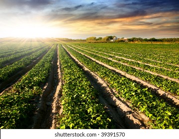 Cultivated land in a rural landscape at sunset - Powered by Shutterstock