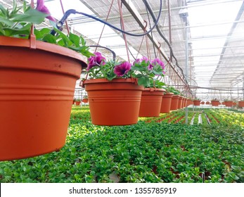 Cultivated Ornamental Flowers Growing In A Commercial Plactic Foil Covered Horticulture Greenhouse