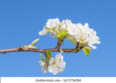 The cultivated pear - Pyrus communis, is a plant that belongs to the pome family (Pyrinae) from the rose family (Rosaceae).  - Shutterstock ID 1671734284