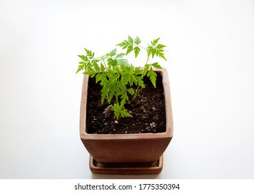 Cultivated Plum Tree Seedlings In Brown Clay Pot Isolated On White Background