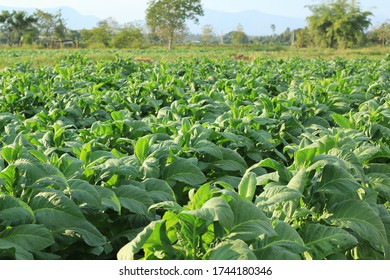 Cultivated Tobacco, Common Tobacco Filed