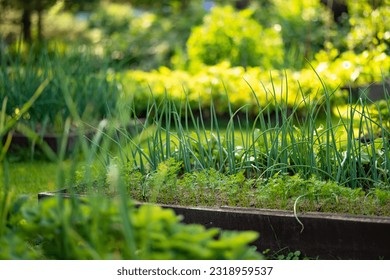 Cultivating carrots and chives in summer season. Growing own herbs and vegetables in a homestead. Gardening and lifestyle of self-sufficiency. - Powered by Shutterstock