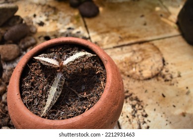 Cultivating Jewel Orchid In The Green House