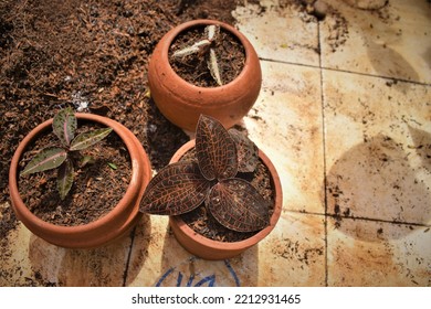 Cultivating Jewel Orchid In The Green House