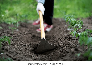 cultivating the soil in the garden, young male doing work using a hoe