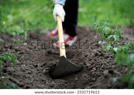 cultivating the soil in the garden, young male doing work using a hoe