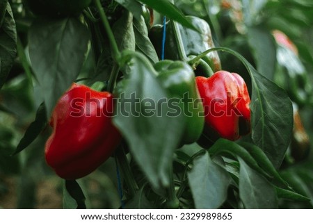 Similar – Foto Bild Paprika Capsicum wächst im Gewächshaus