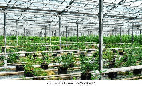 Cultivation of blueberries in agricultural greenhouses. Blueberry bushes are in containers connected to drip irrigation in indoor heated greenhouses. Nursery of berry plants with blueberry bushes. - Powered by Shutterstock