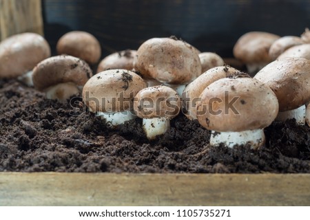Cultivation of brown champignons mushrooms, grow in underground nature caves in France, ready for harvest close up