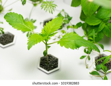 Cultivation Of Cannabis In A Home Plant Hydroponics.