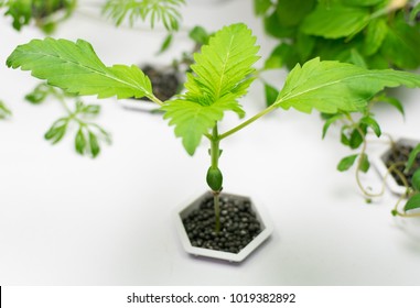 Cultivation Of Cannabis In A Home Plant Hydroponics.