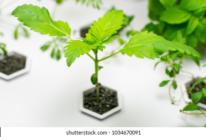 Cultivation Of Cannabis In A Home Plant Hydroponics.