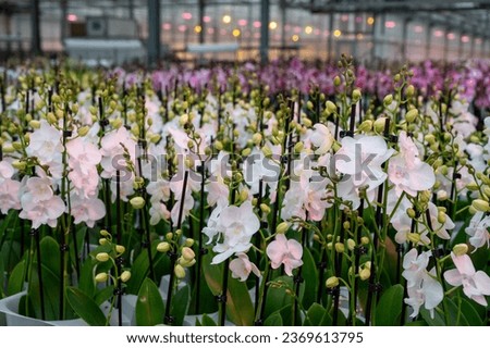 Cultivation of colorful tropical flowering plants orchid family Orchidaceae in Dutch greenhouse with UV IR Grow Light for trade and worldwide export, young plants for sale