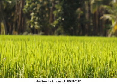 Cultivation In Erode Tamil Nadu