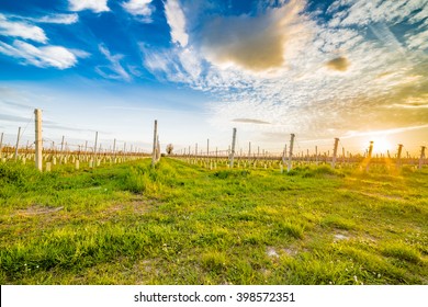 cultivation of fruit trees in the countryside of Emilia Romagna in Italy, seedlings with plastic and cement brace - Shutterstock ID 398572351