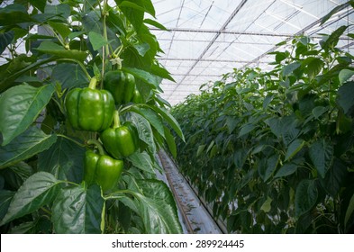 cultivation of green bell peppers in a commercial greenhouse in the netherlands