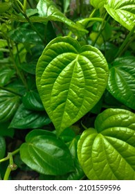 Cultivation of green and fresh Banarasi paan leaves in indonesia. Varanasi pan. Green betel leaf heart shaped. edible leaf of Indian subcontinent. Mouth Freshener Sweet Paan
