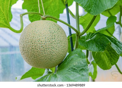 Cultivation Greenhouse Muskmelon Stock Photo 1369489889 | Shutterstock