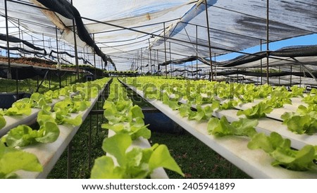 Similar – Image, Stock Photo Greenhouse Market garden