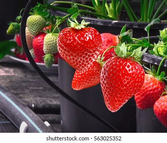 Cultivation of large-fruited strawberry all year round on the Dutch technology.agriculture