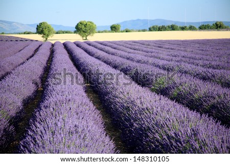 Similar – #A# Purple Field