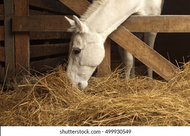 cultivation of a livestock, keeping of horses, picture of rural life - Powered by Shutterstock