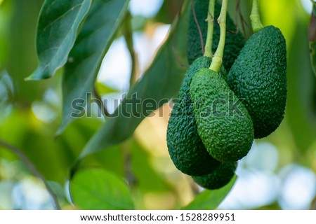 Cultivation on farms of tasty hass avocado trees, organic avocado plantations in Costa Tropical, Andalusia, Spain
