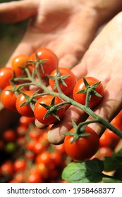 cultivation of Pachino tomatoes IGP in Sicily in the Portopalo di Capo Passero area near Pachino