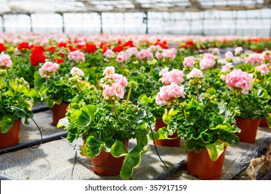 174,339 Plant nursery Images, Stock Photos & Vectors | Shutterstock