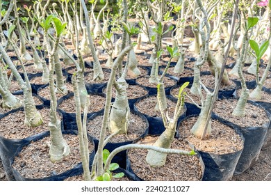 Cultivation of Plumeria, a group of Plumeria plants in polybag pots - Shutterstock ID 2240211027