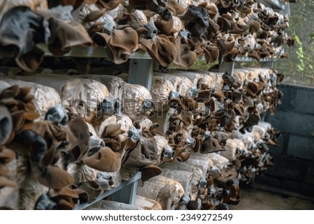 Cultivation of red ear mushroom uses sawdust which is plasticized and stacked on a shelf in a damp and closed room. Cultivation of red ear mushrooms ready for harvest.