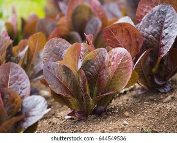 Cultivation Of Red Romaine Lettuce