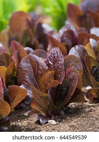 Cultivation Of Red Romaine Lettuce