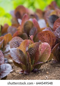 Cultivation Of Red Romaine Lettuce