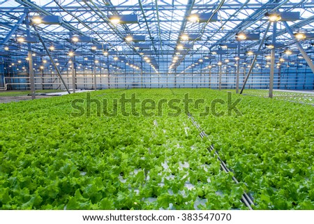 Cultivation of salad inside big industrial greenhouse perspective background