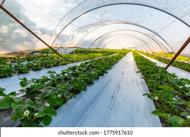 Cultivation of strawberry fruits using the plasticulture method, plants growing on plastic mulch in walk-in greenhouse polyethylene tunnels