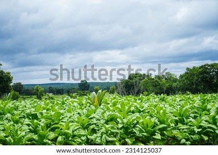 Cultivation of tobacco plants in a village field, belonging to the family of Solanaceae,in the Nicotina genus