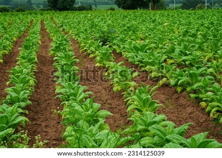 Cultivation of tobacco plants in a village field, belonging to the family of Solanaceae,in the Nicotina genus