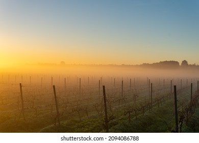 Cultivation of vineyards at dawn on a foggy day, in the interior of the island of Mallorca, Spain