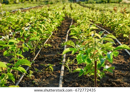 Cultivation of walnut seedlings on the plantation nursery on the stock for sale in the aisle between the planting of hazelnuts