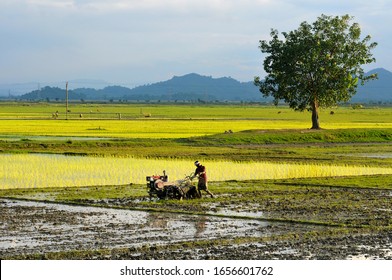 Cultivators were busy at Mayong village of Marigaon District of Assam on 28th August 2013 as monsoon rains flooded their paddy field every year.