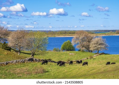 Vista del paisaje cultural con vacas pastoras en un lago