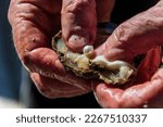 A cultured pearl straight out of the oyster shell in an open hand at Mooney Mooney, NSW, Australia